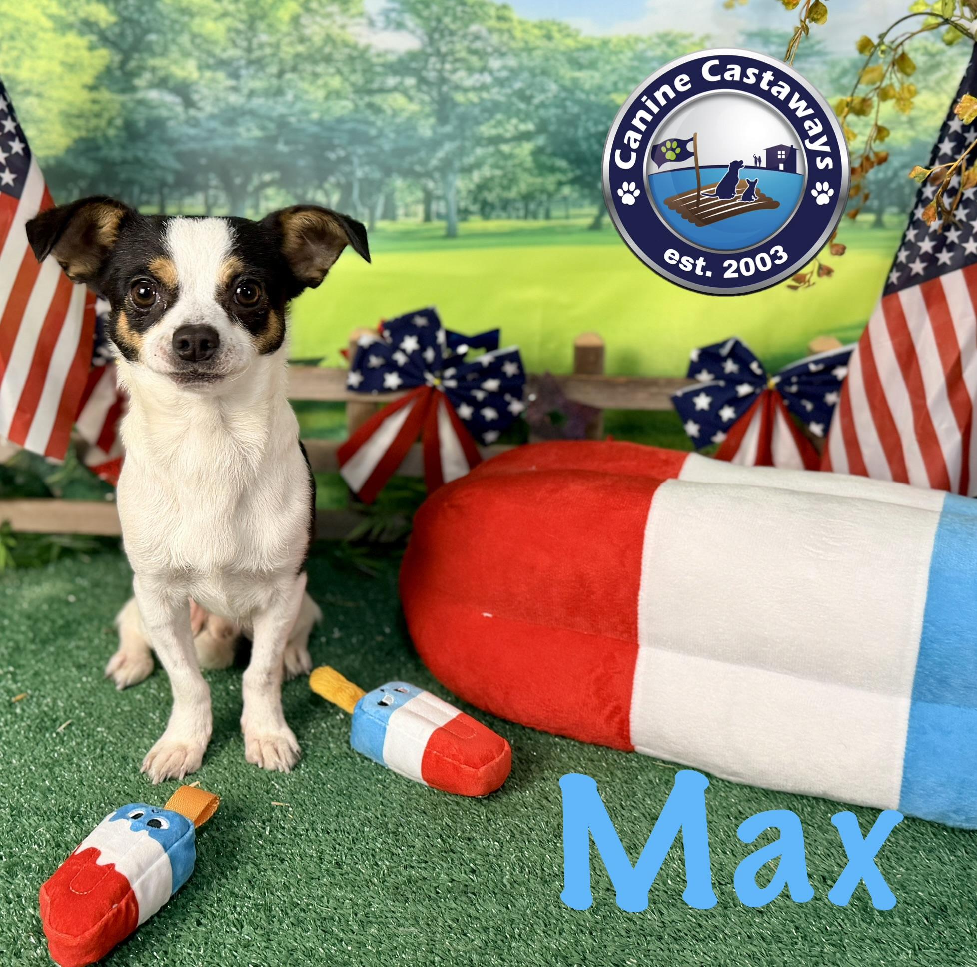 Max, ADOPTABLE, Young Male Chihuahua.