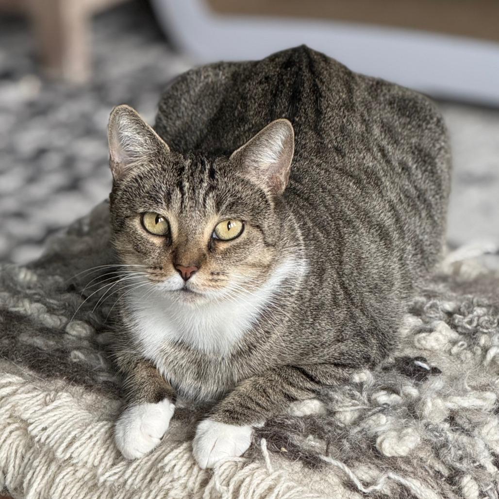 Enlarge Bonnie with the Boots, a Adoptable Domestic Short Hair in Parkland, FL image 2/4