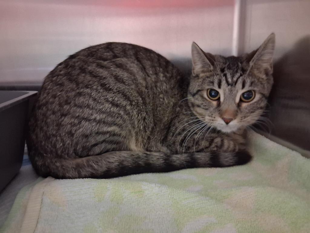 BRIAR, Adoptable, Young Female Domestic Short Hair.