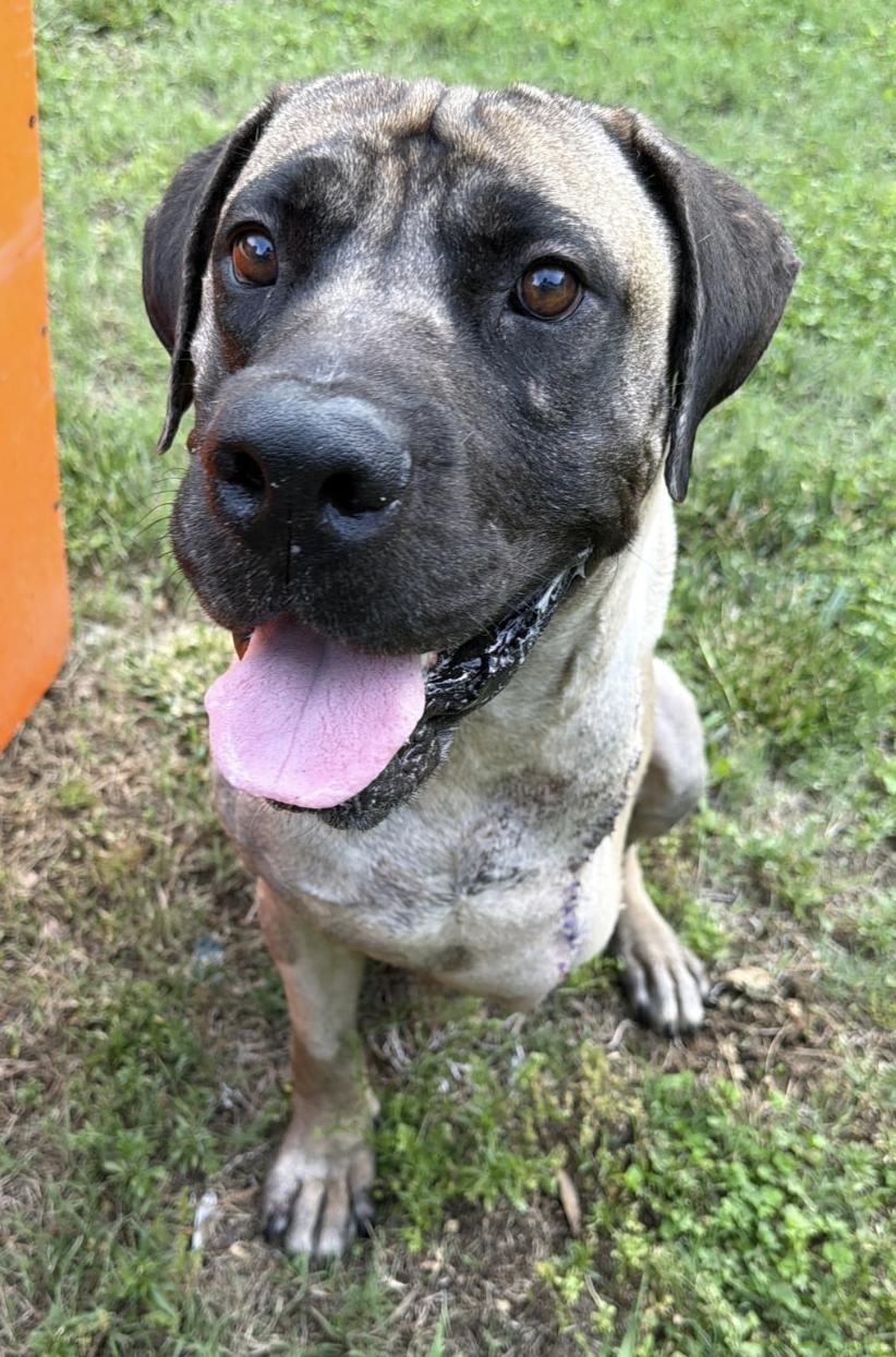 Enlarge Groot, a Adoptable Mastiff in Cornelius, NC image 1/5