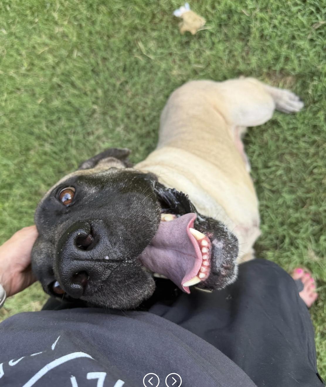Enlarge Groot, a Adoptable Mastiff in Cornelius, NC image 5/5