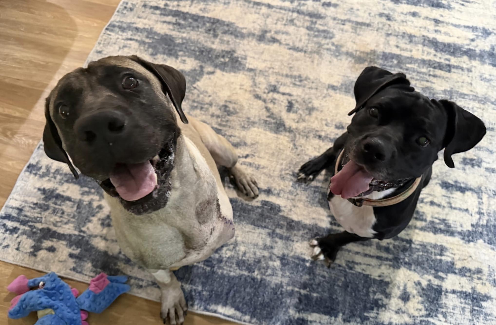 Enlarge Groot, a Adoptable Mastiff in Cornelius, NC image 2/5