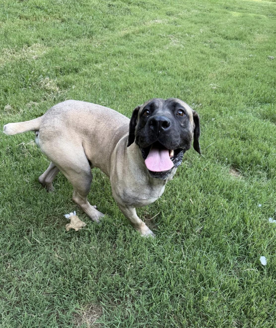 Enlarge Groot, a Adoptable Mastiff in Cornelius, NC image 4/5