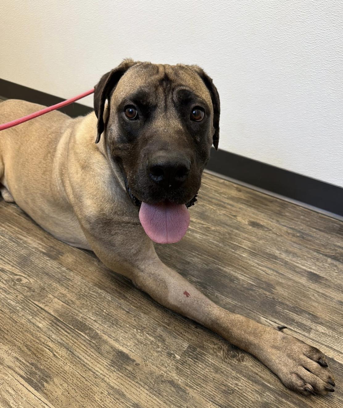 Enlarge Groot, a Adoptable Mastiff in Cornelius, NC image 3/5
