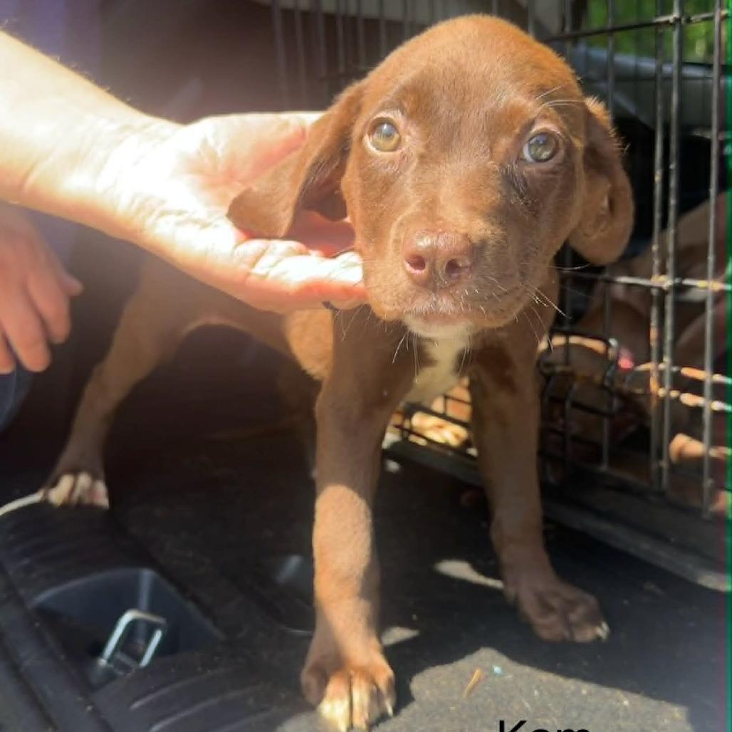 Kam, Adoptable, Puppy Female Chocolate Labrador Retriever & Mixed Breed.