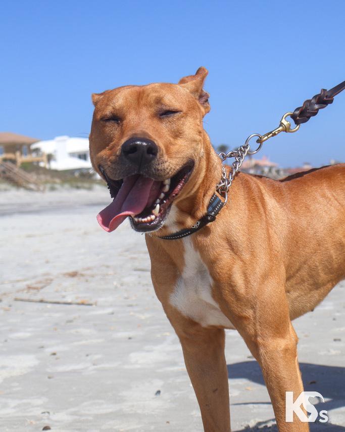 Enlarge Ra, an adoptable mixed breed in Ponte Vedra, FL image 5/6
