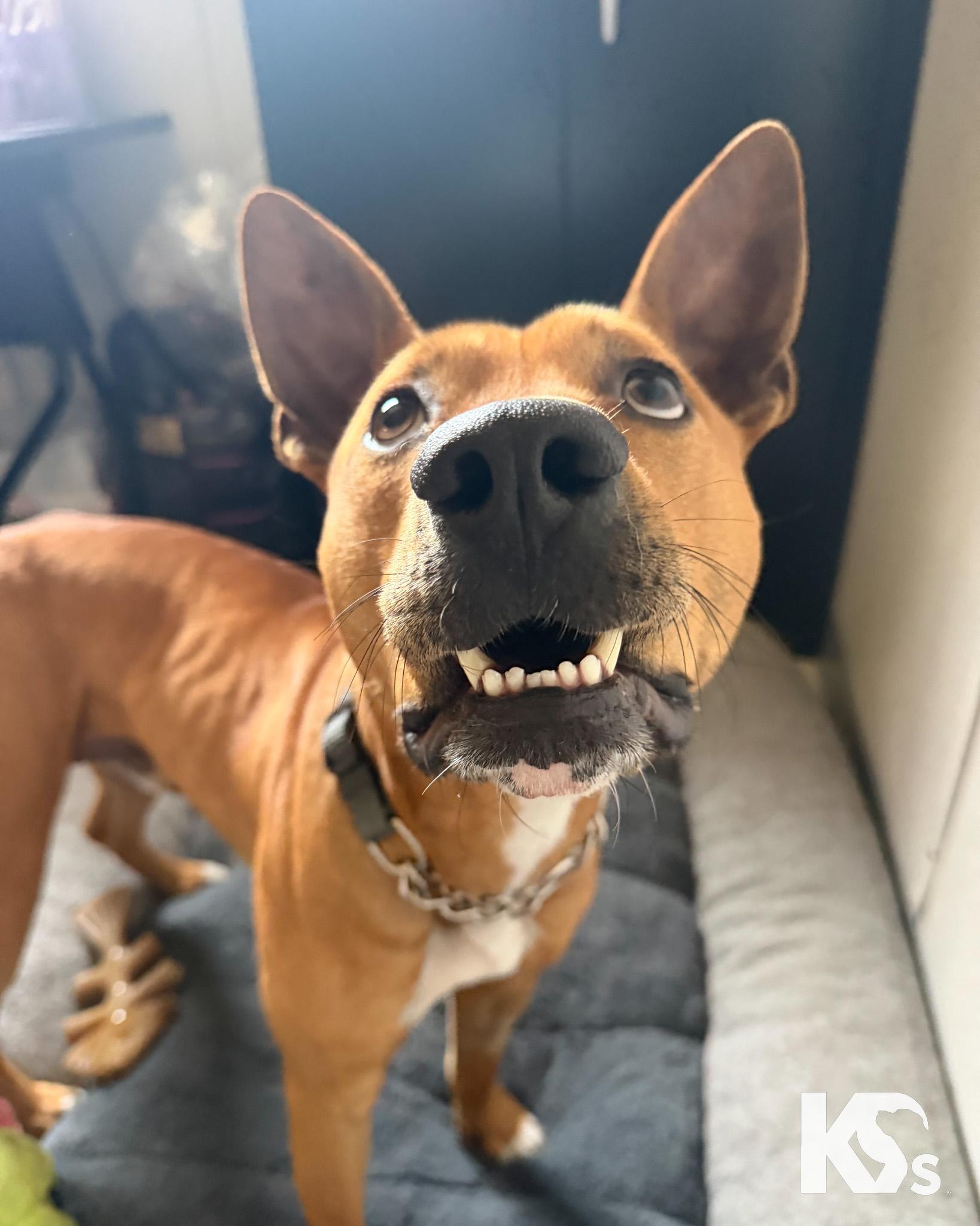 Enlarge Ra, an adoptable mixed breed in Ponte Vedra, FL image 2/6