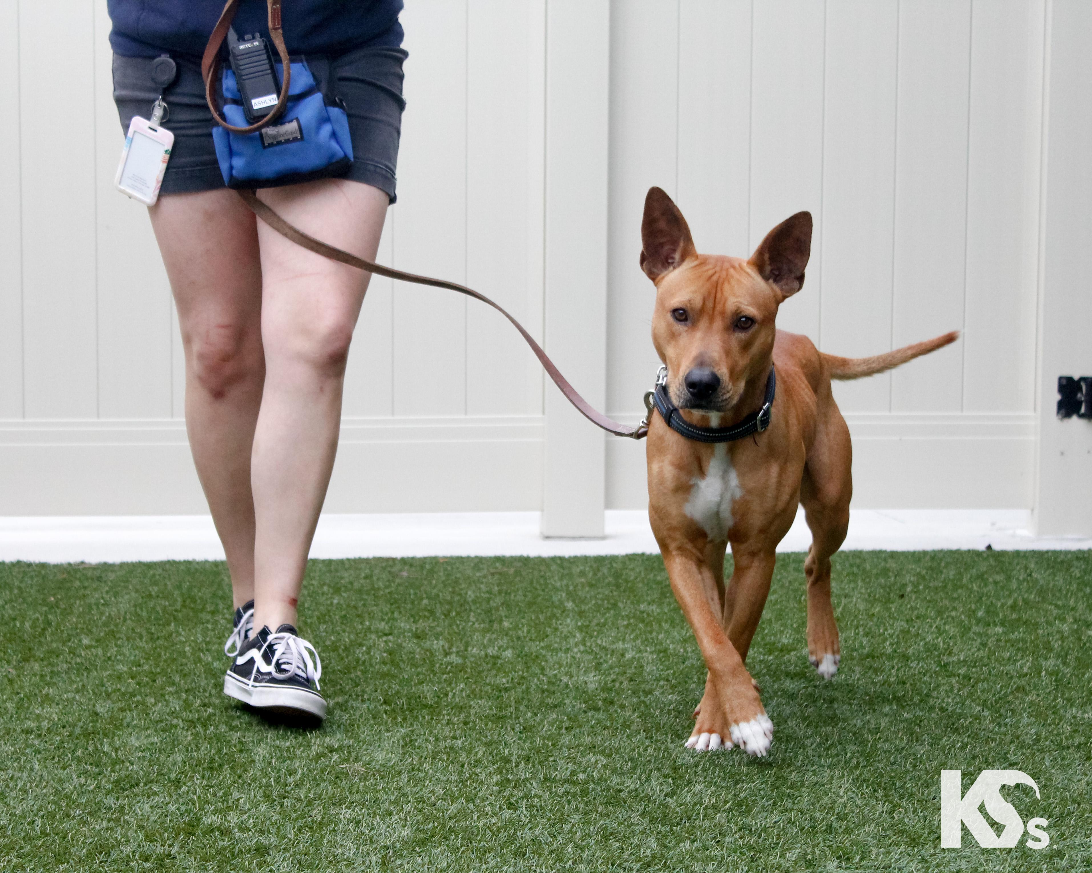 Enlarge Ra, a Adoptable mixed breed in Ponte Vedra, FL image 4/6