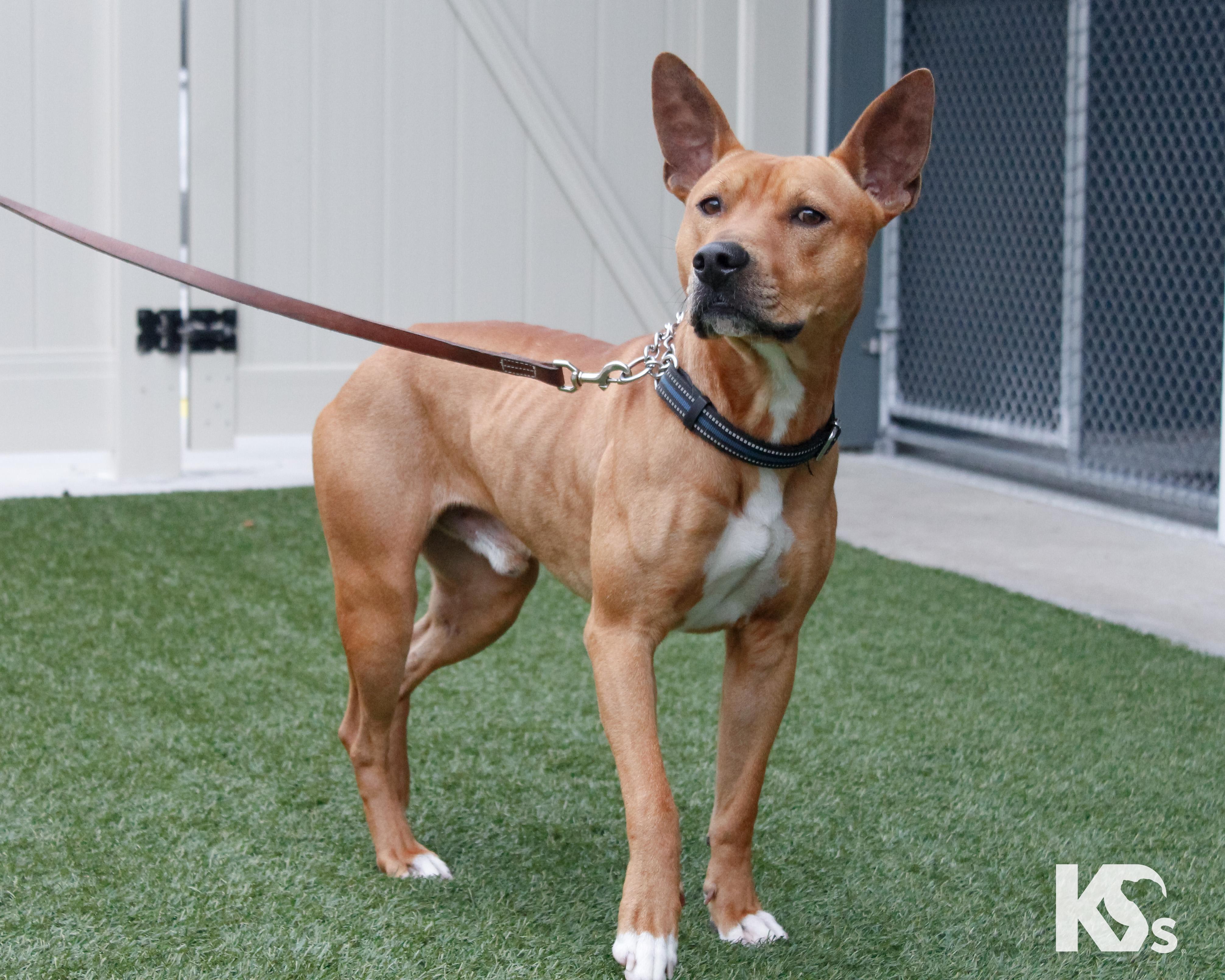 Enlarge Ra, a Adoptable mixed breed in Ponte Vedra, FL image 2/6