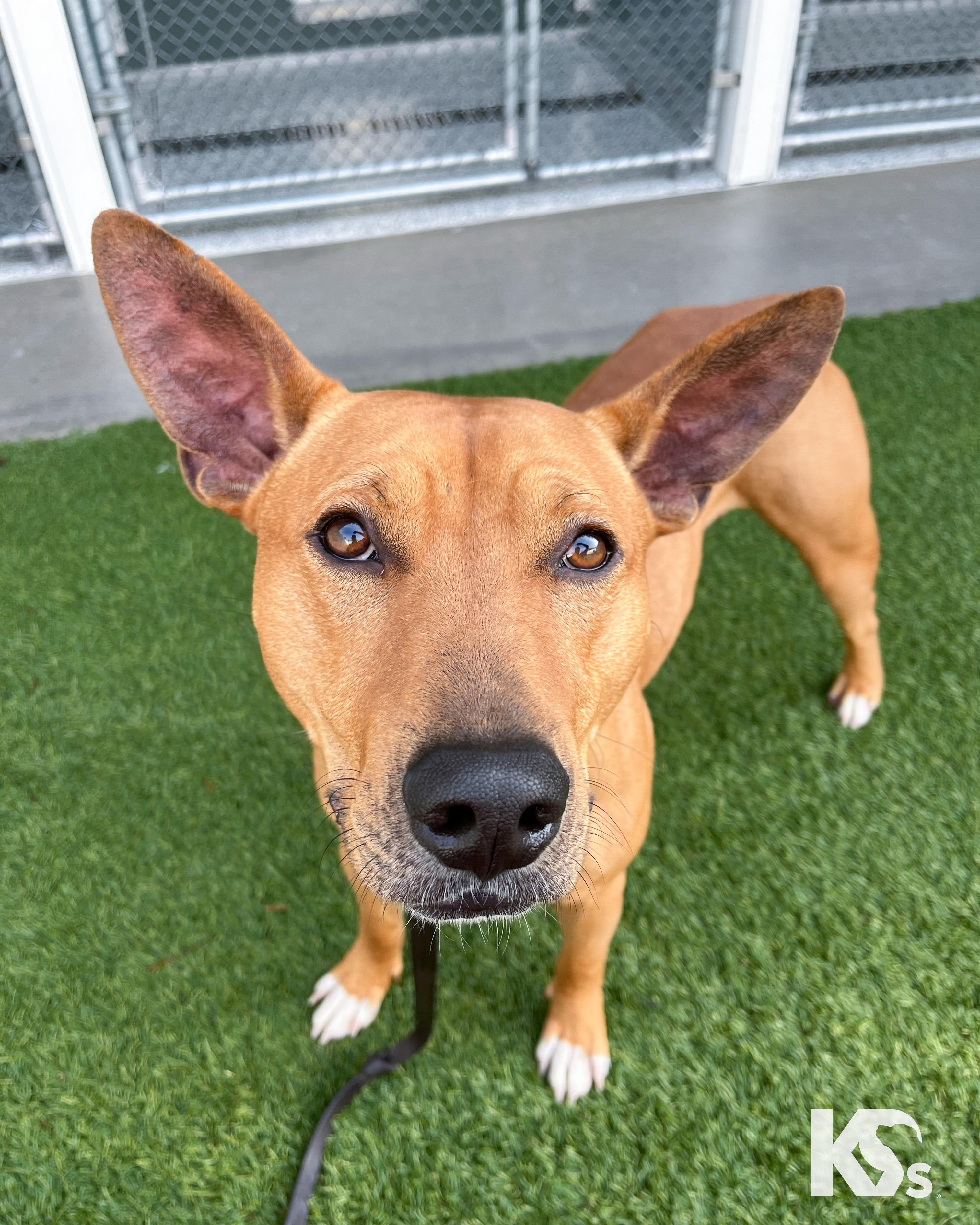 Enlarge Ra, a Adoptable mixed breed in Ponte Vedra, FL image 5/6