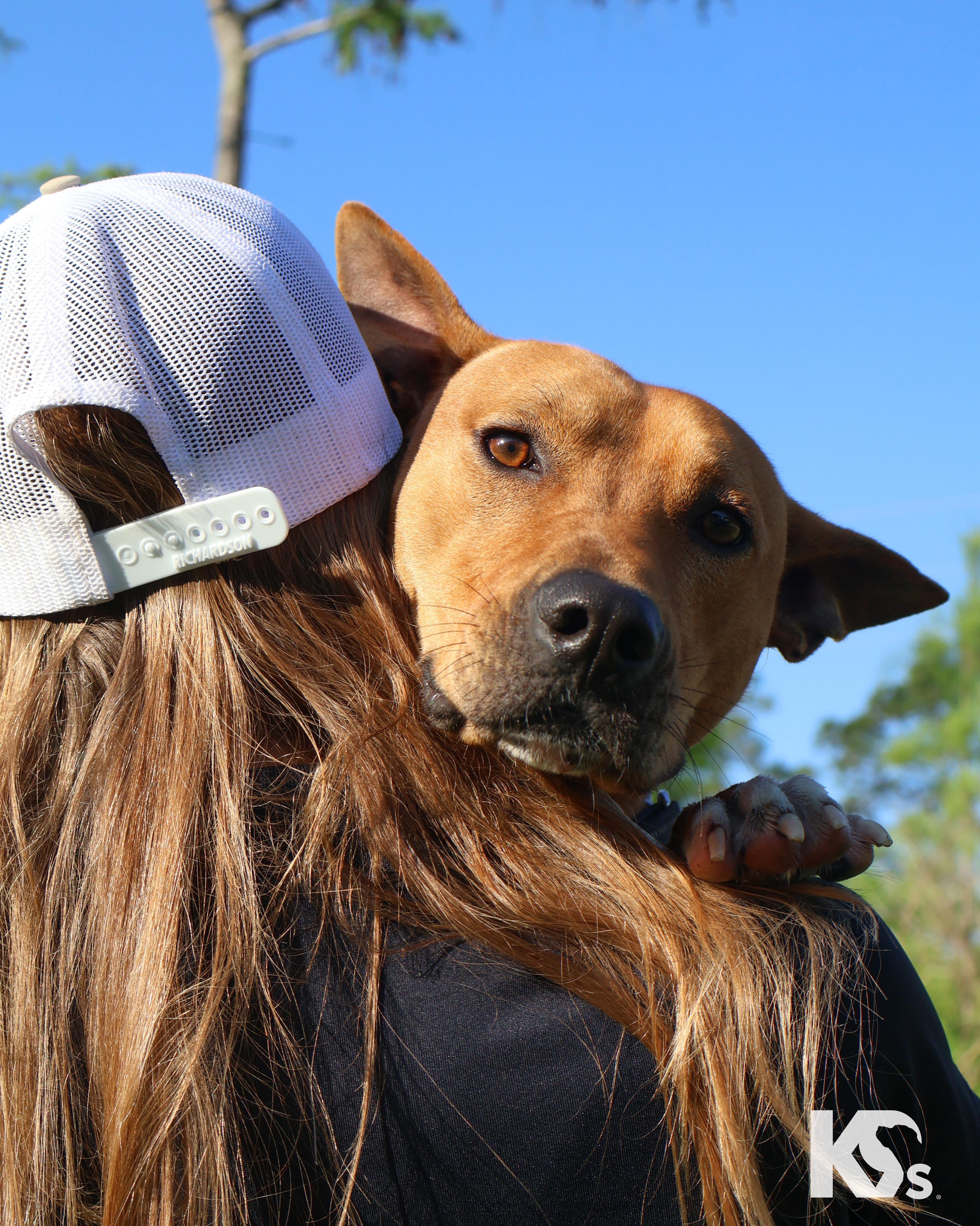 Enlarge Ra, a Adoptable mixed breed in Ponte Vedra, FL image 1/6