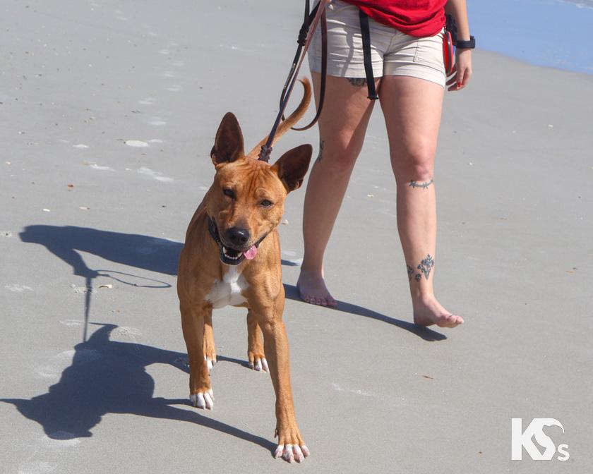 Enlarge Ra, a Adoptable mixed breed in Ponte Vedra, FL image 3/6
