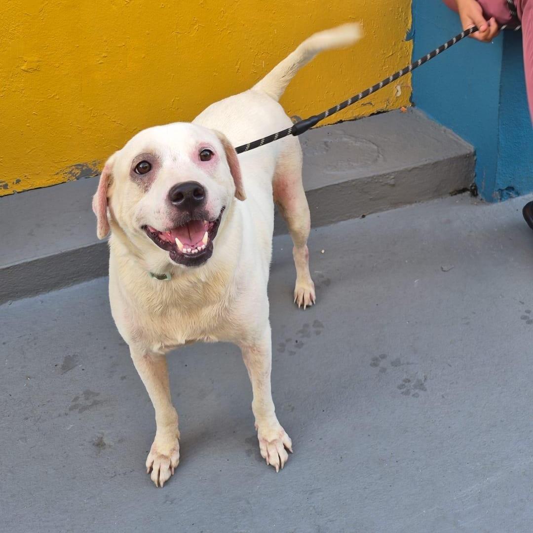 Enlarge Sky, a Adoptable mixed breed in Albion, NY image 2/4