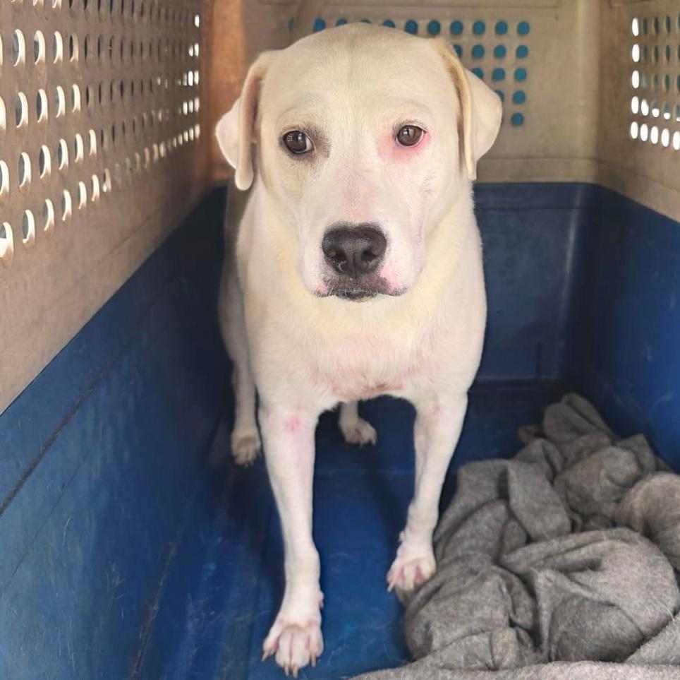 Enlarge Sky, a Adoptable mixed breed in Albion, NY image 4/4