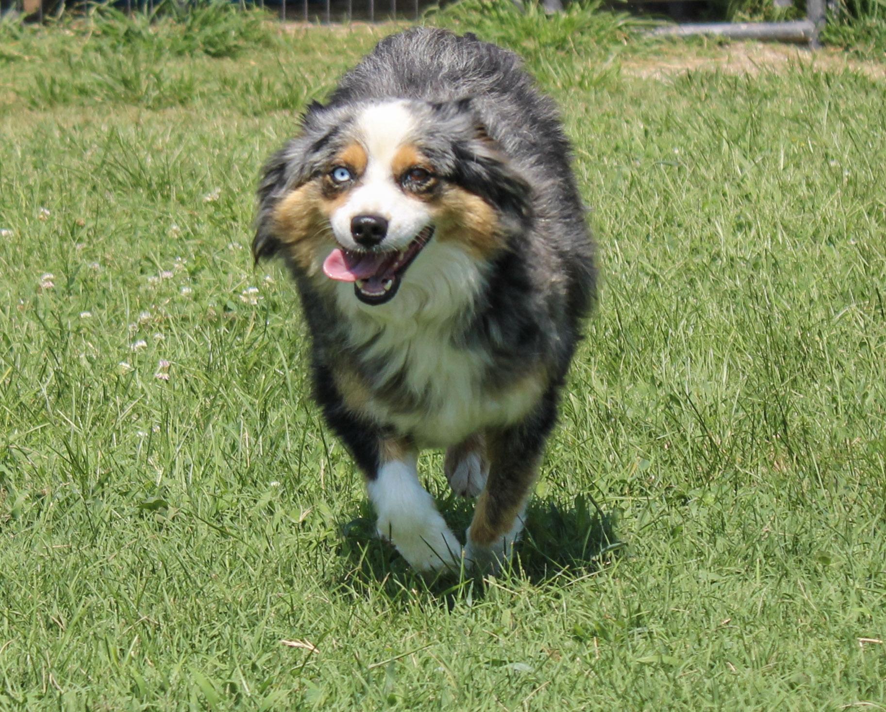 Enlarge Khaleesi, a ADOPTABLE Australian Shepherd in Neosho, MO image 3/3