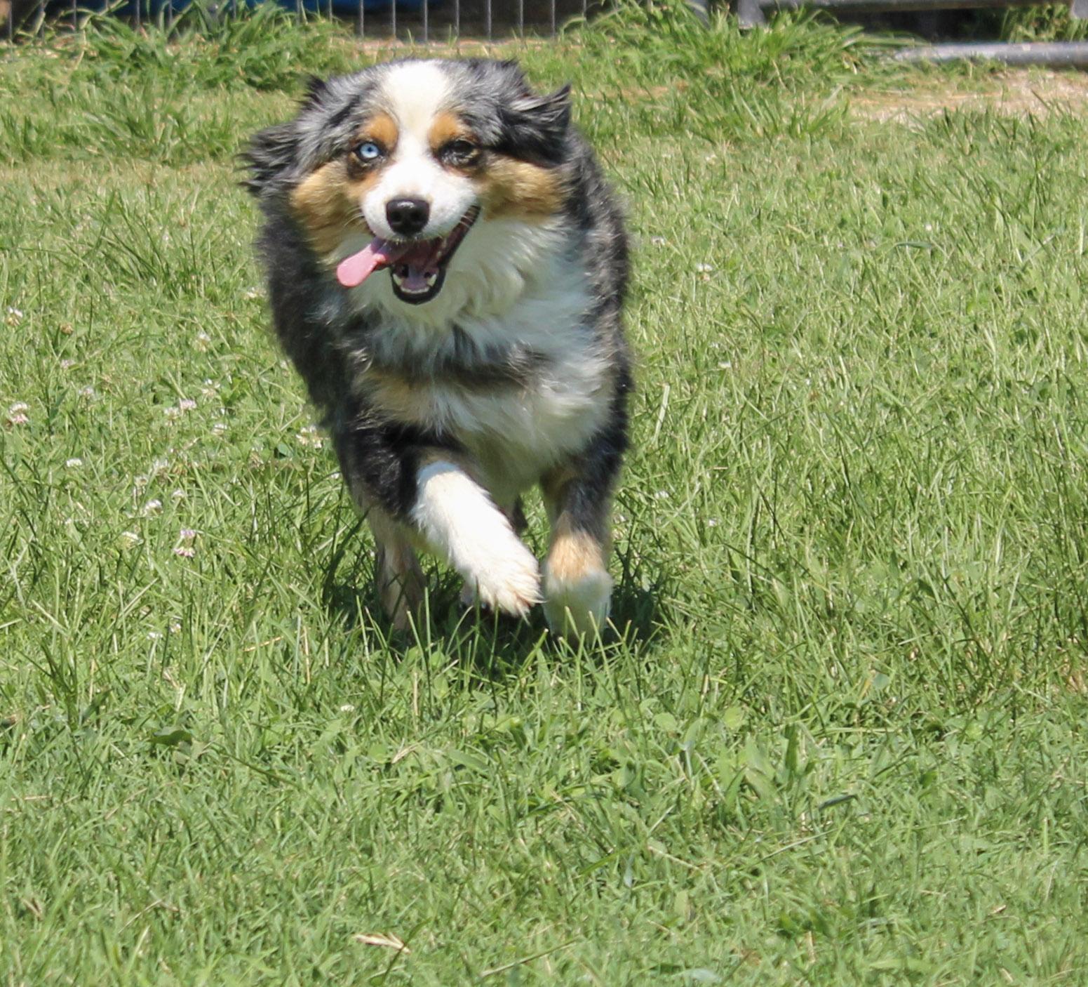 Khaleesi, ADOPTABLE, Adult Female Australian Shepherd.