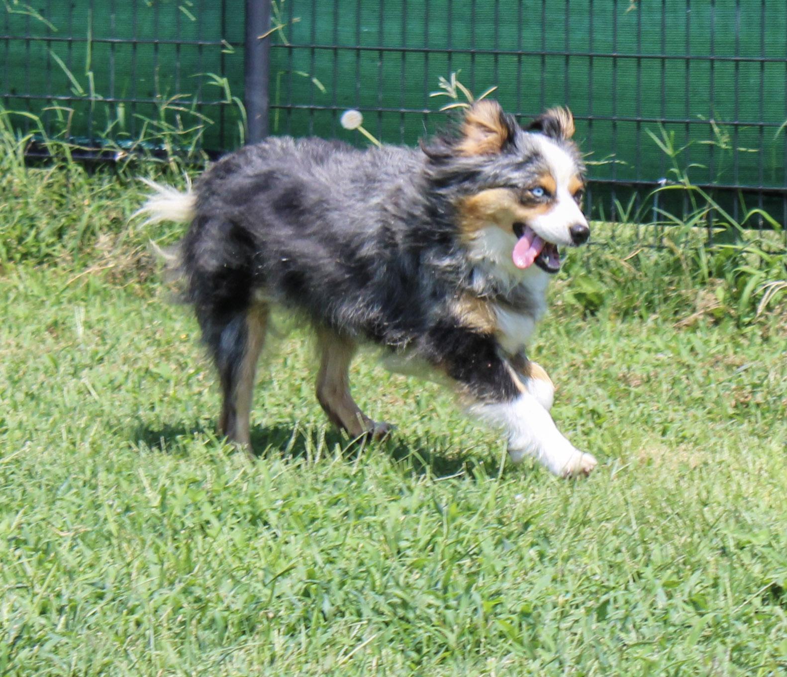 Enlarge Khaleesi, a ADOPTABLE Australian Shepherd in Neosho, MO image 2/3