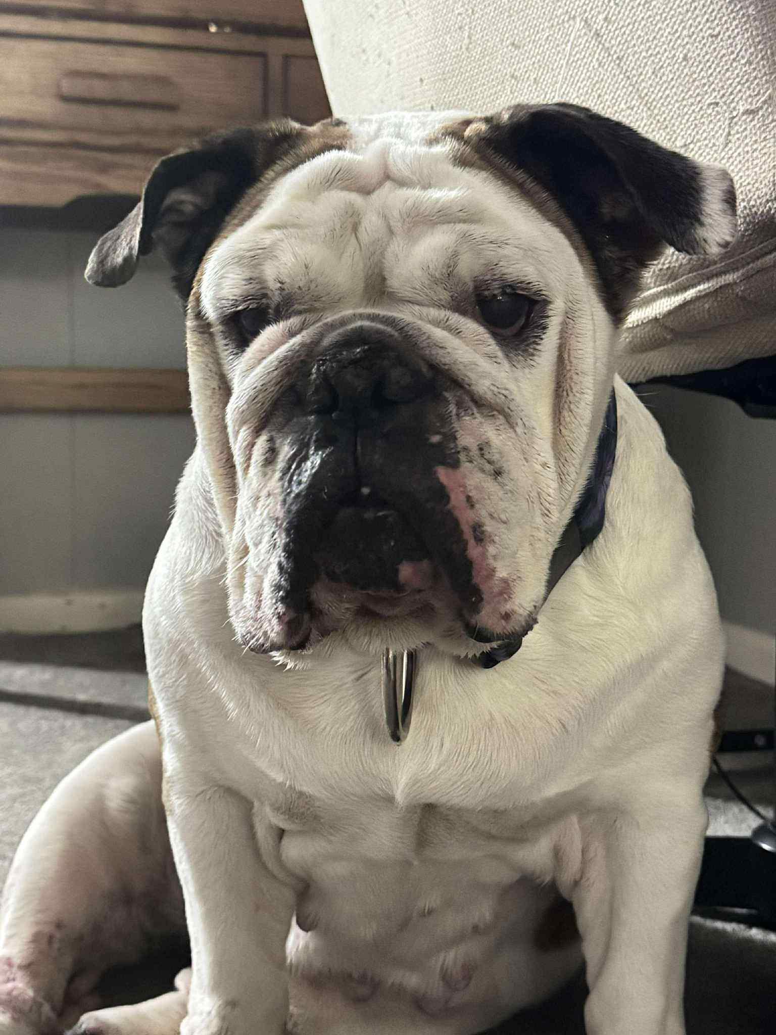 Jersey, a Adoptable American Bulldog in Lone Oak, TX image 1/3