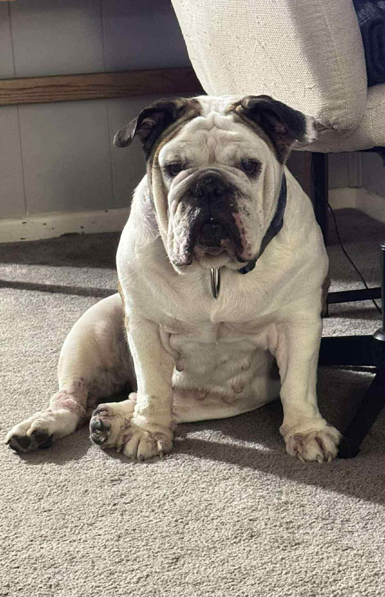 Jersey, a Adoptable American Bulldog in Lone Oak, TX image 3/3