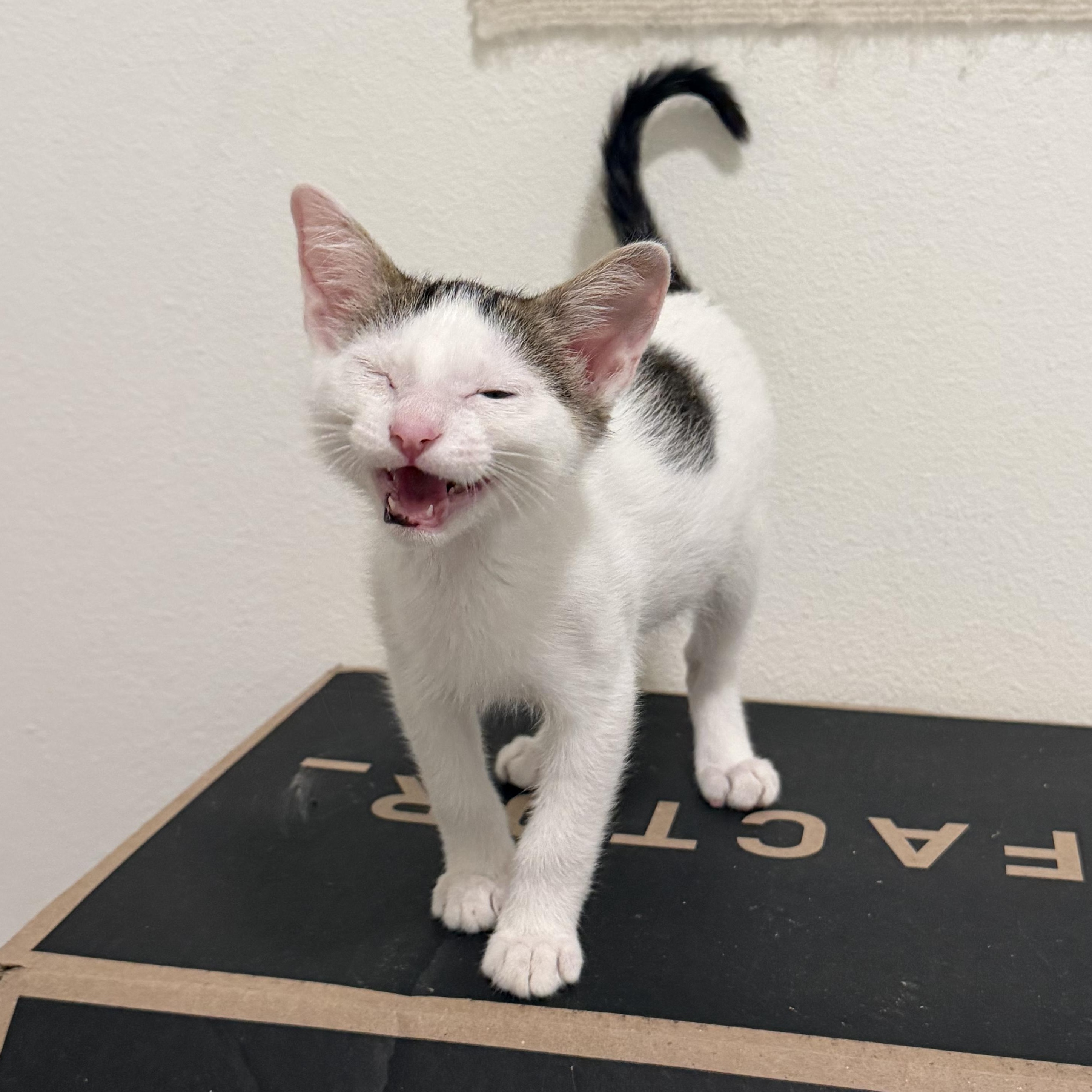 Enlarge Mario, an adopted mixed breed in Renton, WA image 3/4