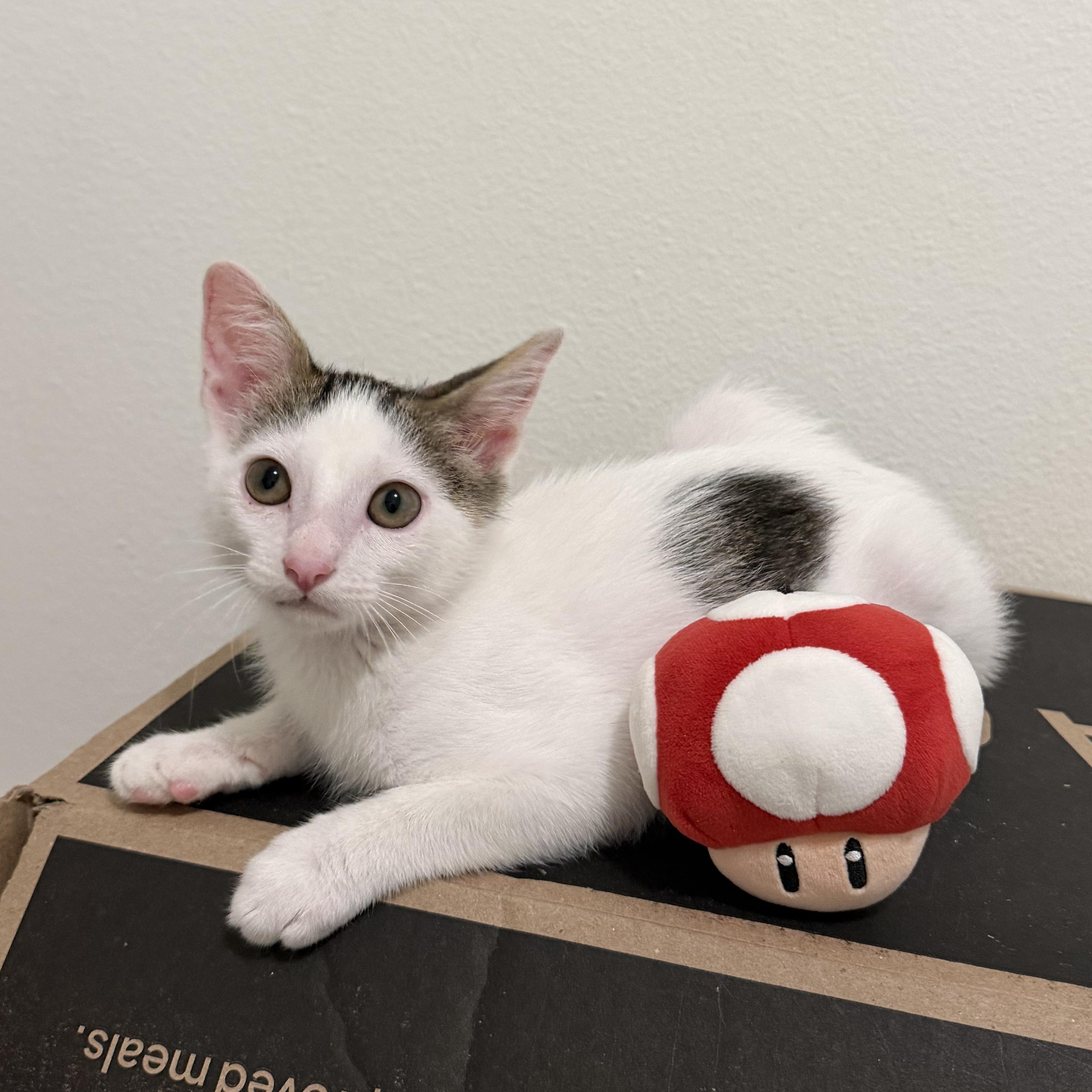 Enlarge Mario, an adopted mixed breed in Renton, WA image 1/4