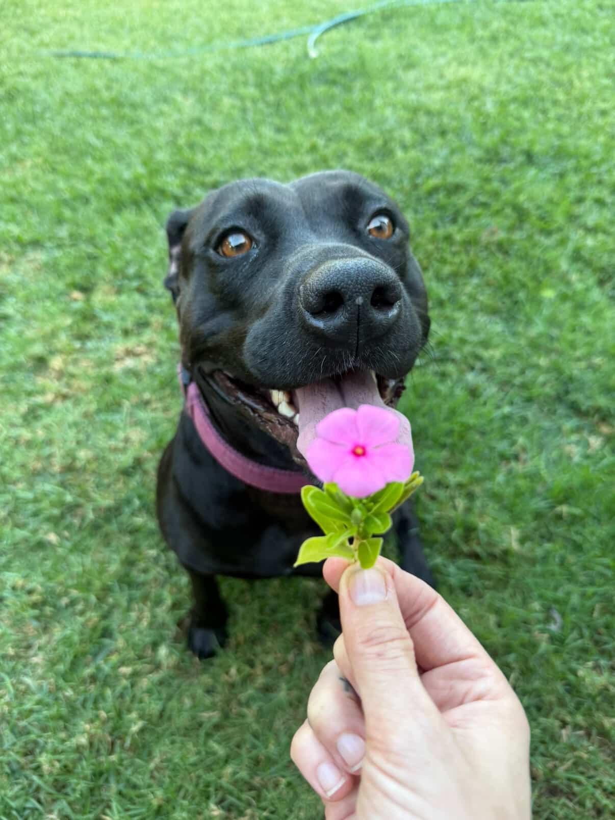 Paisley, an adopted mixed breed in Claremont, CA image 3/4