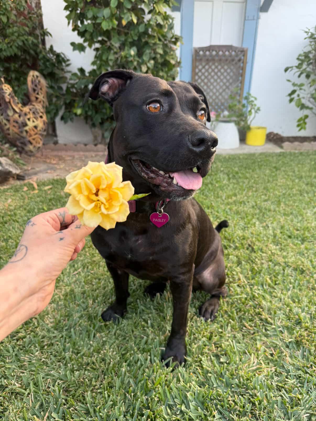 Paisley, adopted, Young Female American Staffordshire Terrier & Pit Bull Terrier.
