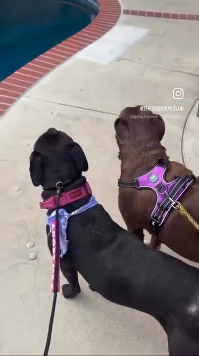 Enlarge Paisley, an adopted mixed breed in Claremont, CA video 4/4