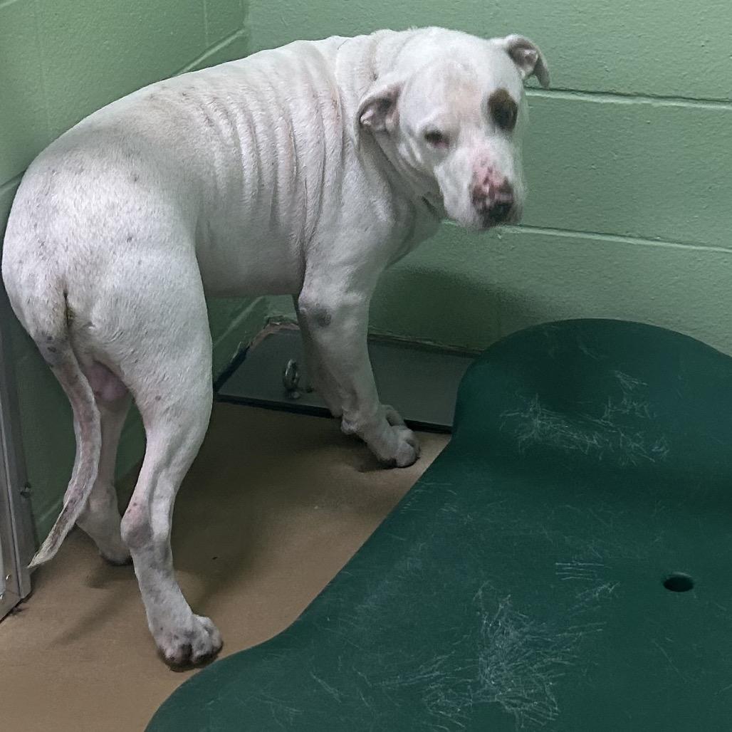 Enlarge Kane, a Adoptable Mixed Breed in Portland, TX image 1/1