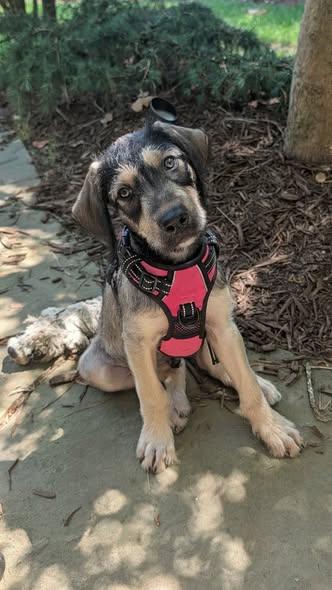 Kieran (Arabella's pups), ADOPTABLE, Puppy Male Sheepadoodle & German Shepherd Dog.