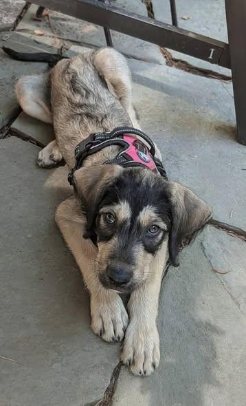 Kieran (Arabella's pups), a ADOPTABLE mixed breed in Matthews, NC image 2/5