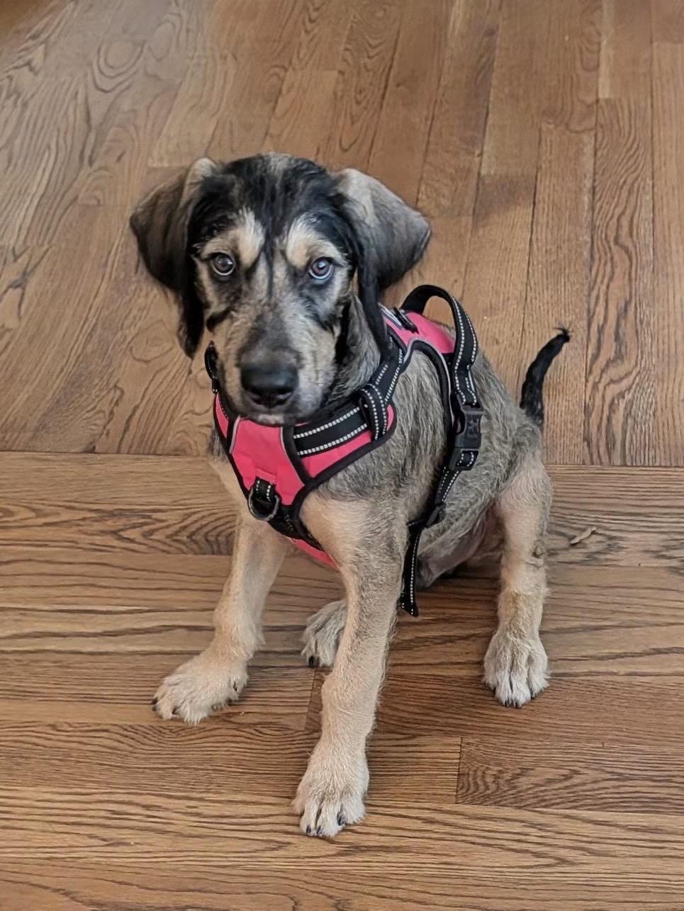 Kieran (Arabella's pups), ADOPTABLE, Puppy Male Sheepadoodle & German Shepherd Dog.