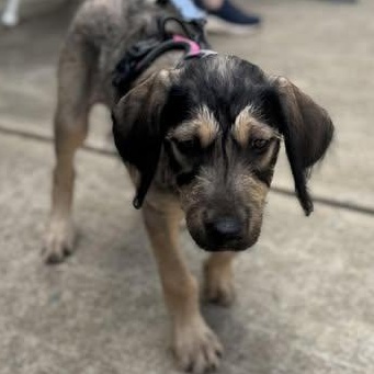Kieran (Arabella's pups), ADOPTABLE, Puppy Male Sheepadoodle & German Shepherd Dog.