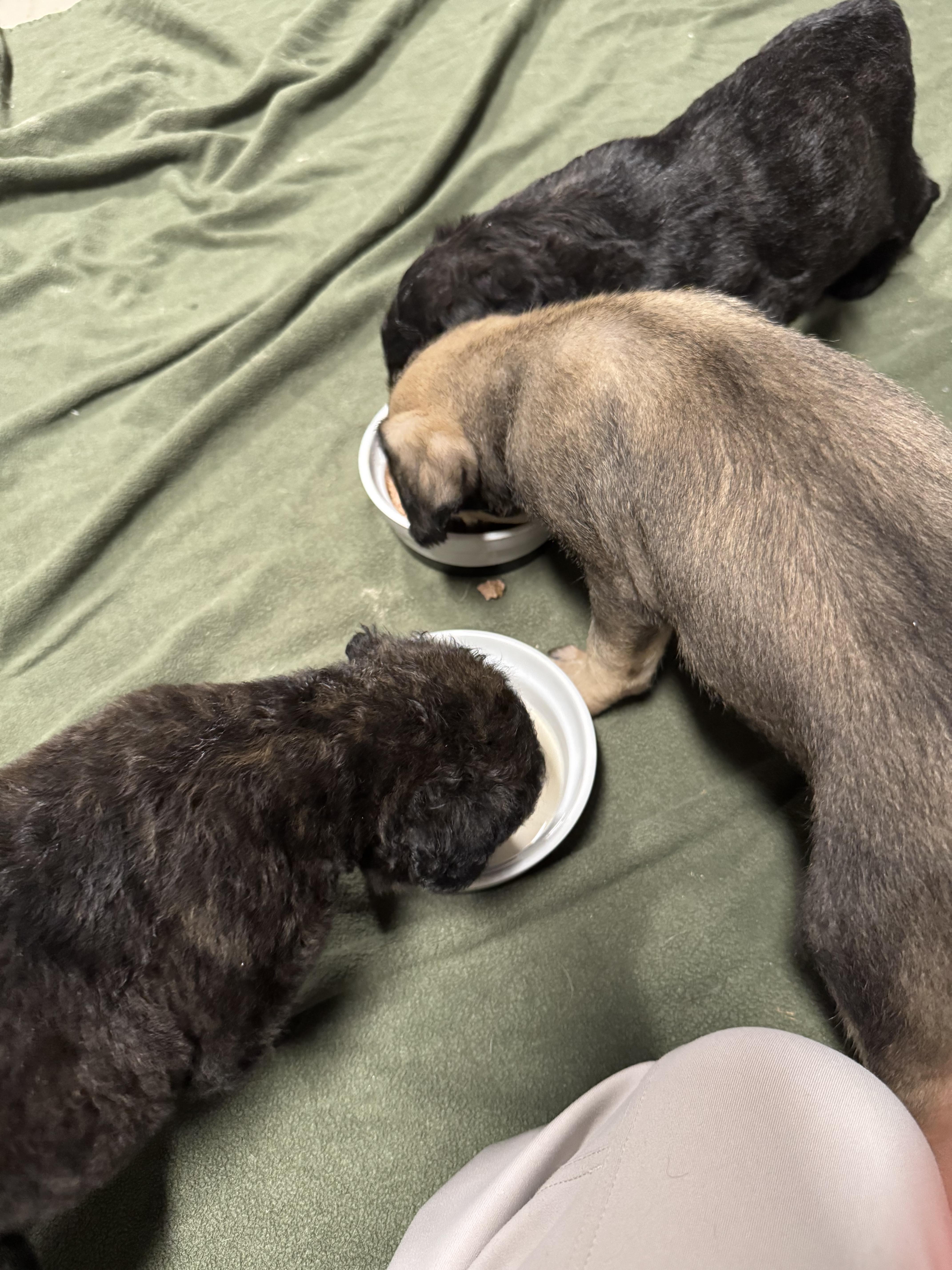 Enlarge Kieran (Arabella's pups), a ADOPTABLE mixed breed in Matthews, NC image 2/3