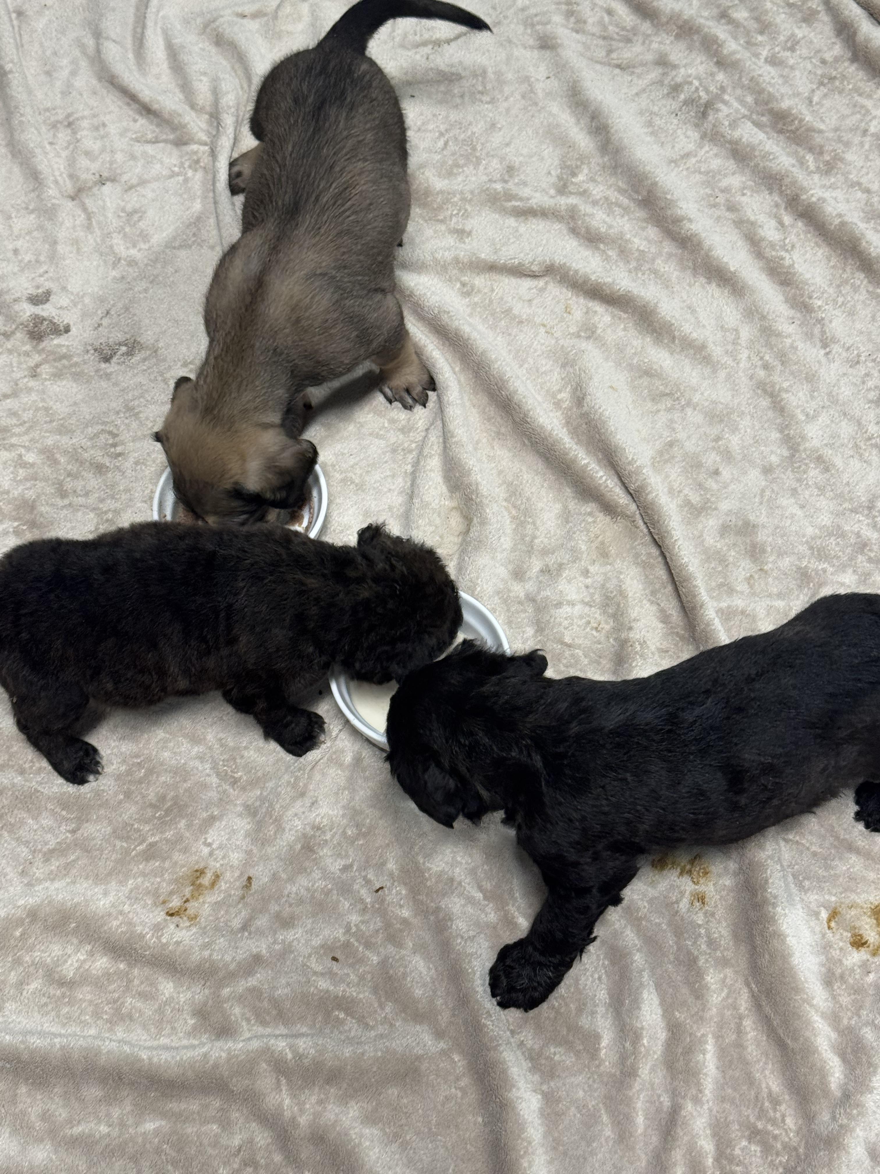 Enlarge Kieran (Arabella's pups), a ADOPTABLE mixed breed in Matthews, NC image 3/3