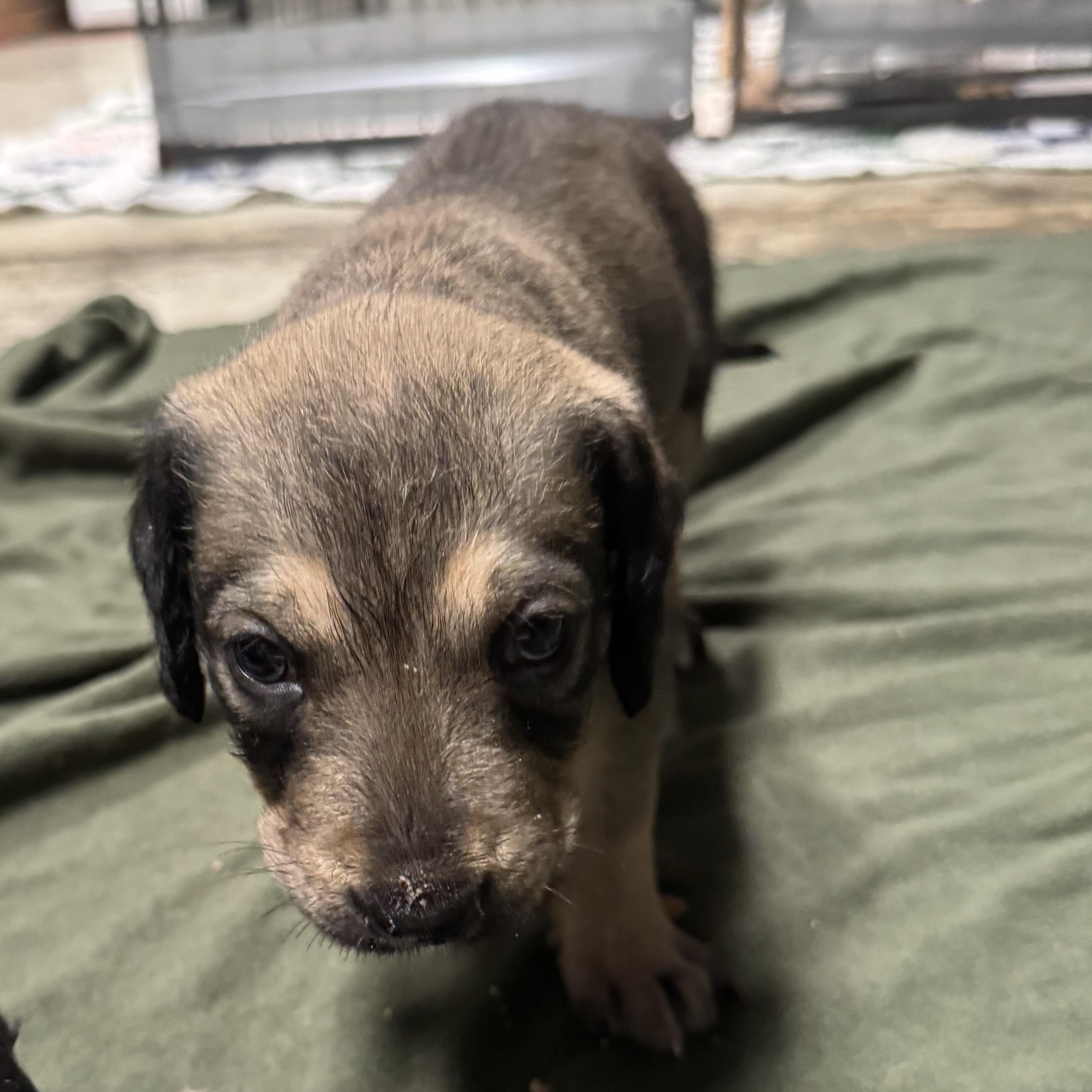 Enlarge Kieran (Arabella's pups), a ADOPTABLE mixed breed in Matthews, NC image 1/3