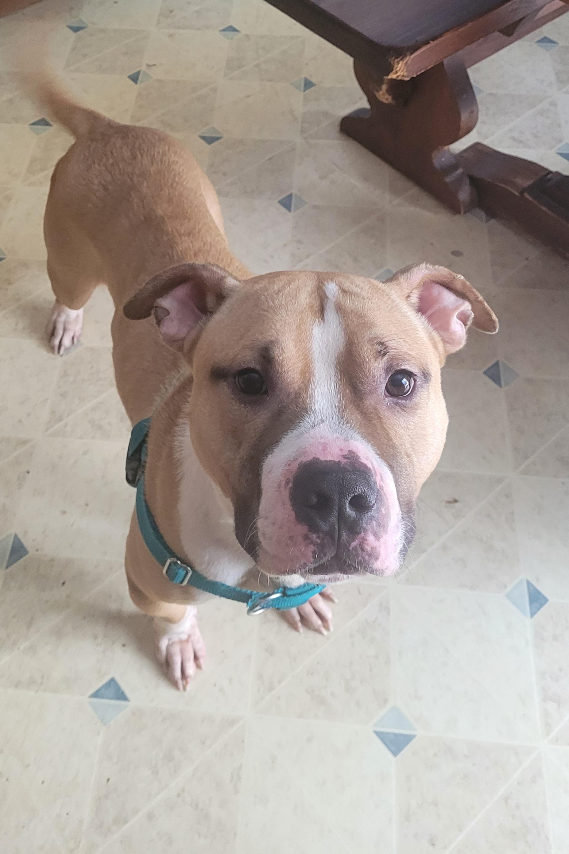 Enlarge Boaz ( I am in a holistic Rescue please read my description), a ADOPTABLE mixed breed in Warren, MI image 1/4