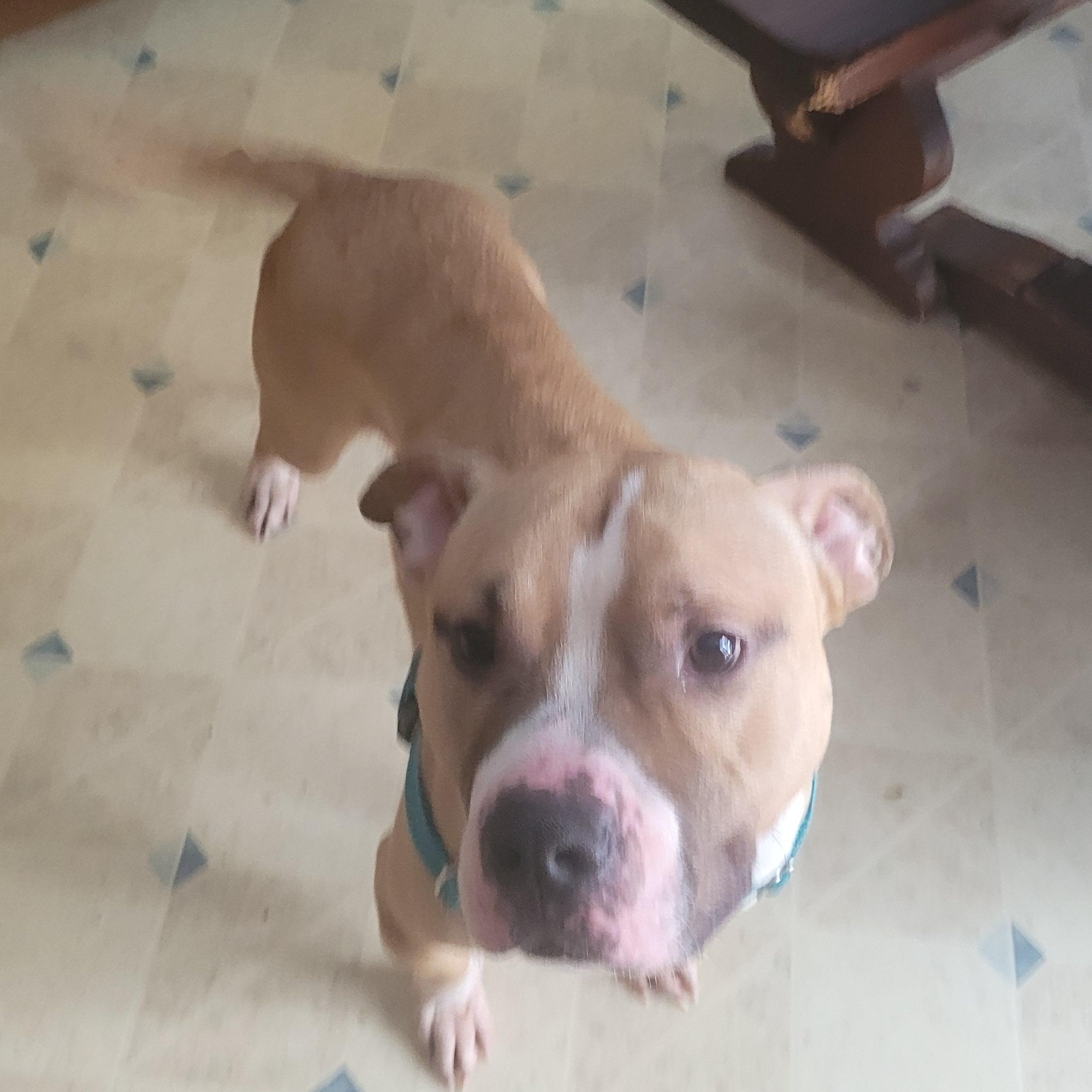 Enlarge Boaz ( I am in a holistic Rescue please read my description), a ADOPTABLE mixed breed in Warren, MI image 3/4