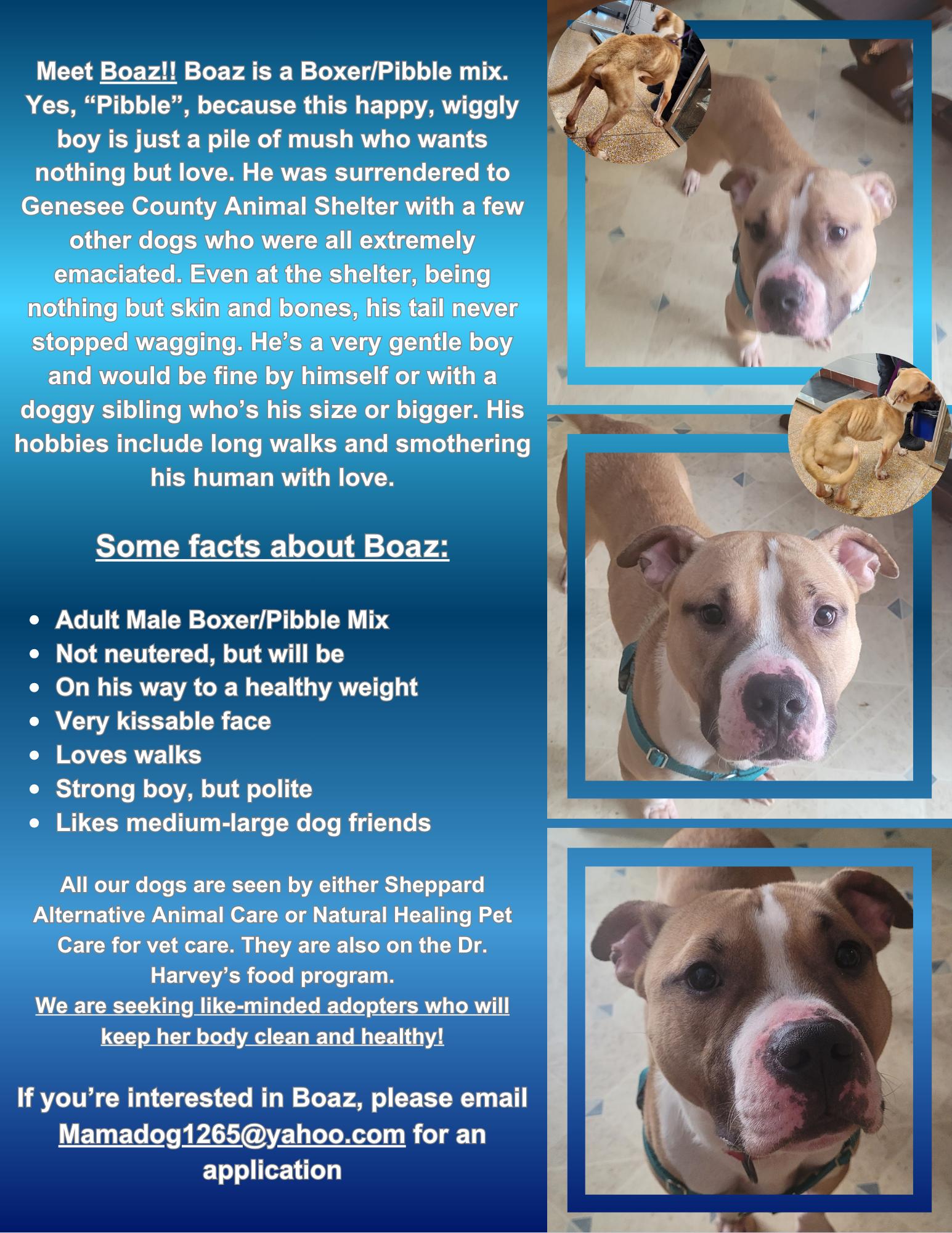 Enlarge Boaz ( I am in a holistic Rescue please read my description), a ADOPTABLE mixed breed in Warren, MI image 2/4