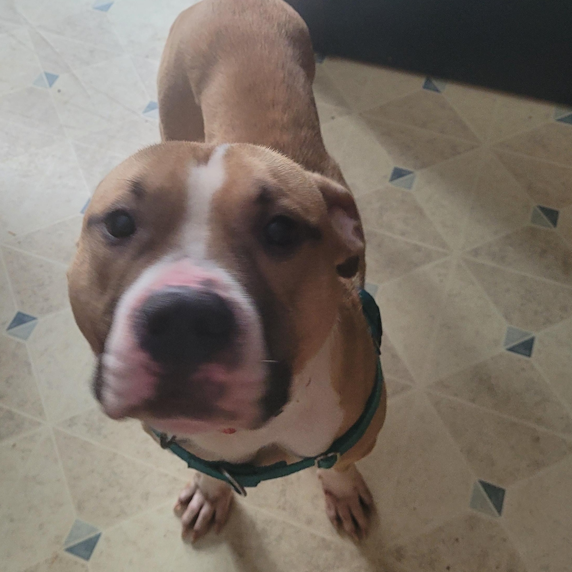 Enlarge Boaz ( I am in a holistic Rescue please read my description), a ADOPTABLE mixed breed in Warren, MI image 4/4