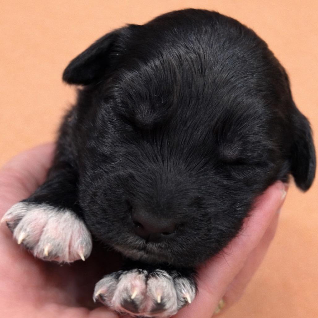 Willis_Ellie's Puppy, Adoptable, Puppy Male Great Pyrenees & Golden Retriever.