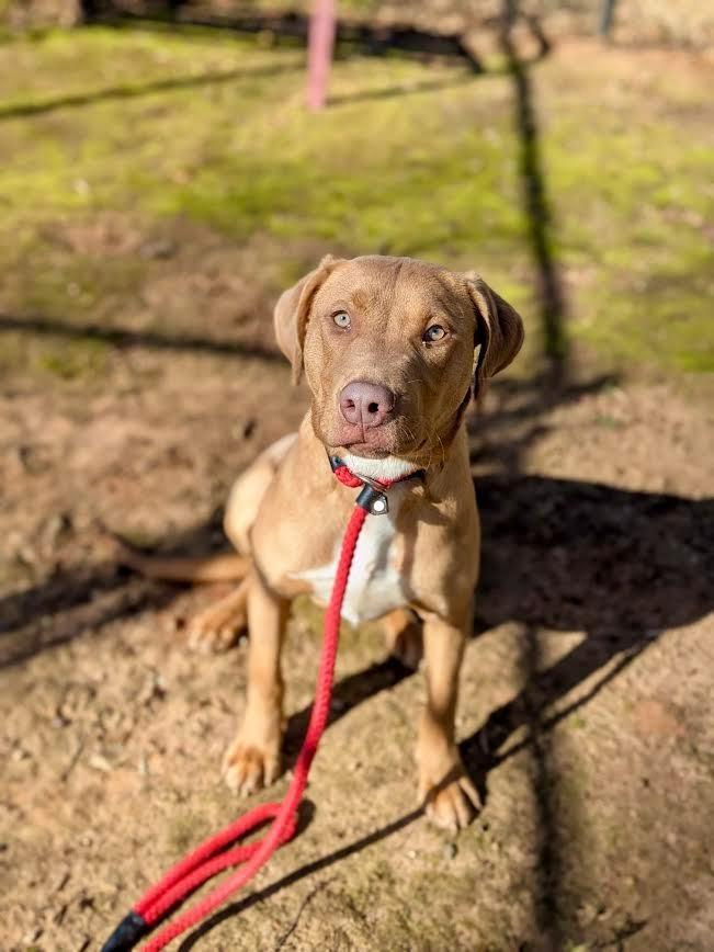 Rambo, a Adoptable mixed breed in Madison, GA image 2/6
