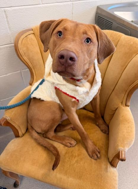 Rambo, a Adoptable mixed breed in Madison, GA image 3/6