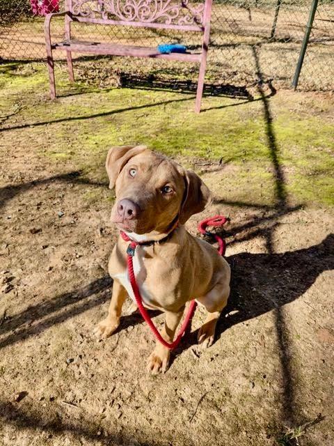 Rambo, a Adoptable mixed breed in Madison, GA image 4/6