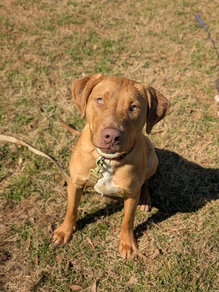 Rambo, a Adoptable mixed breed in Madison, GA image 6/6