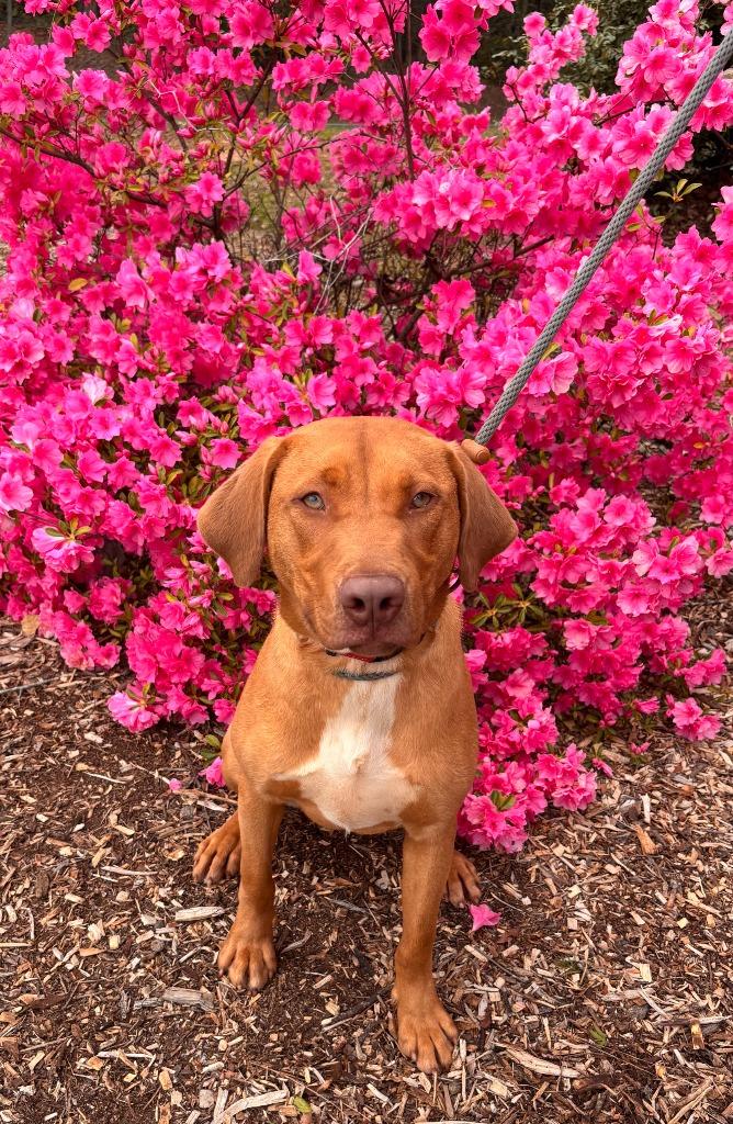 Enlarge Rambo, a Adoptable mixed breed in Madison, GA image 6/6