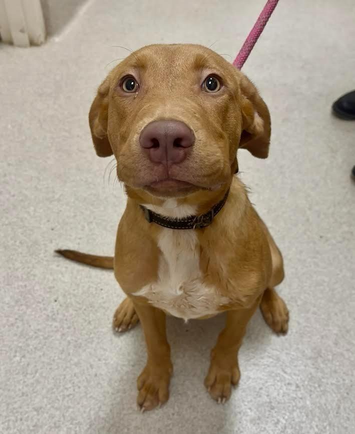 Rambo, a Adoptable mixed breed in Madison, GA image 2/2