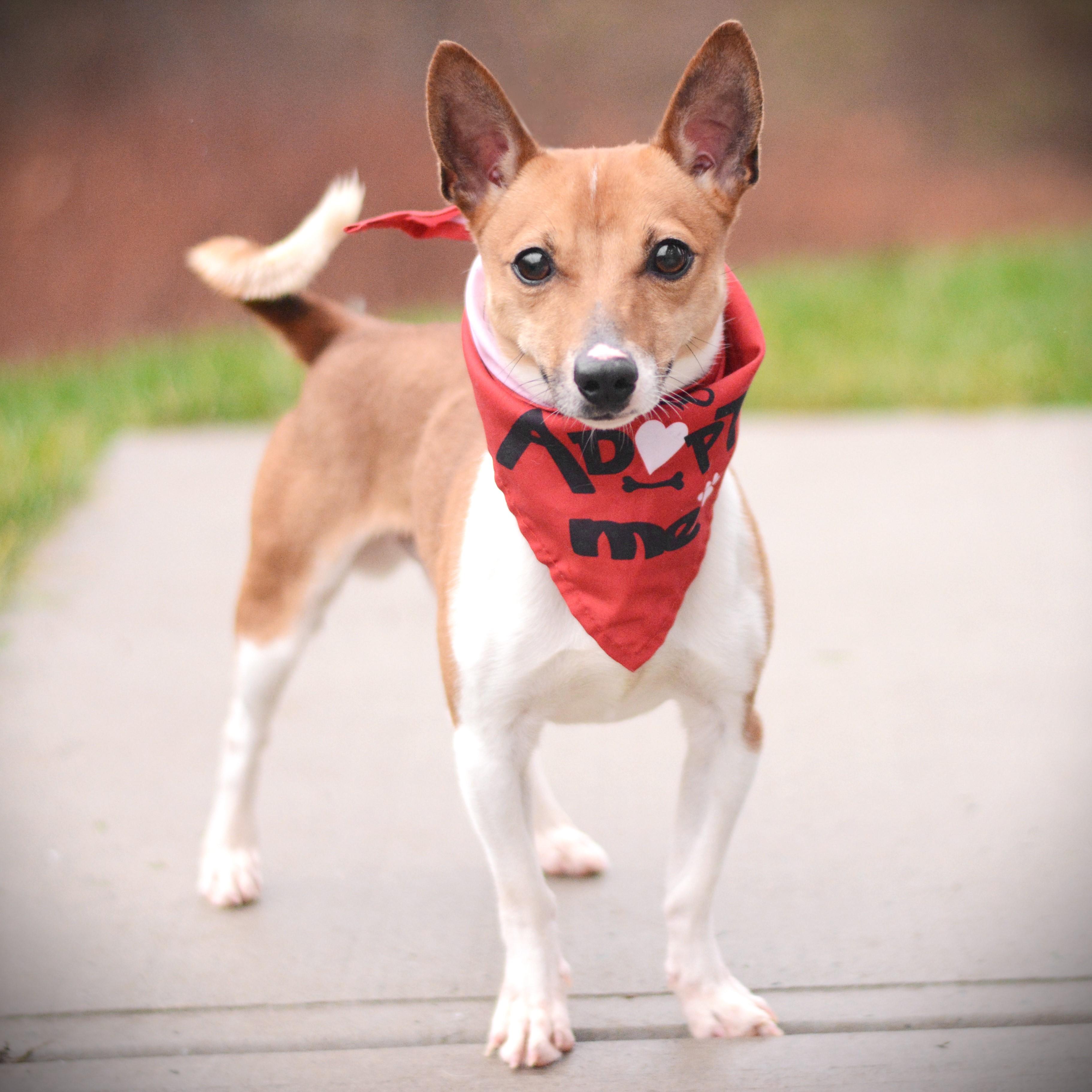 Wishbone, Adoptable, Adult Male Jack Russell Terrier.