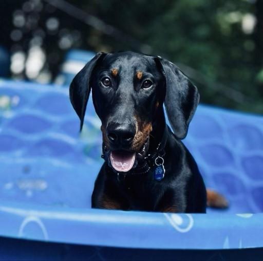 Toby, a Adopted Doberman Pinscher in Arlington, VA image 5/5