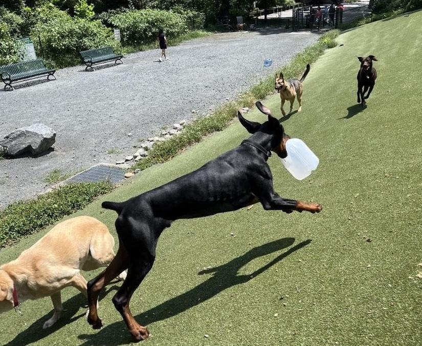 Toby, a Adopted Doberman Pinscher in Arlington, VA image 4/5